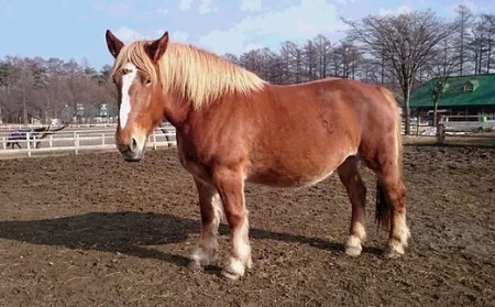 乗馬体験 1回分 チケット 【馬っこパーク・いわて】／ ふれあい 乗馬 体験 馬 ホース ホースセラピー 動物 アニマル アニマルセラピー セラピー 癒し 体験チケット 観光 遊び あそび お出掛け お出かけ おでかけ アクティビティ 子供 子ども こども 大人 おとな おすすめ
