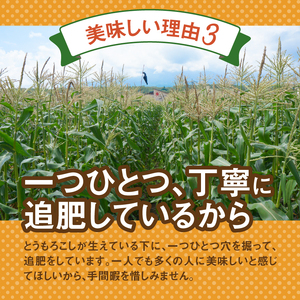 【2026年先行予約】富士北麓忍野村の気候、水、自然で作られた朝採りトウモロコシ（ピーターコーン）（約5kg）