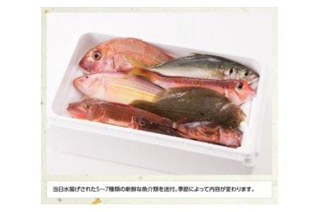 『日向灘海の幸』通浜鮮魚セット 【 鮮魚 魚介 セット 新鮮 漁協直送 刺身 海の幸 魚介類 】