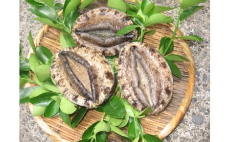 青木さざえ店の海産物おまかせ2回便　　【 魚介 】