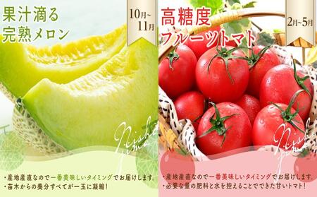 【年5回 フルーツ定期便】季節のフルーツセット【いちご スイカ マンゴー メロン】