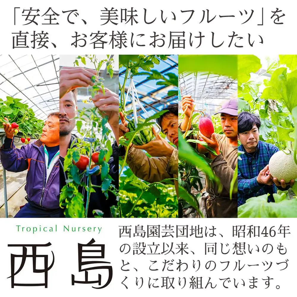 【ふるなびWEEK対象】【年3回 定期便】季節のフルーツセット マンゴー メロン  スイカ マンゴー