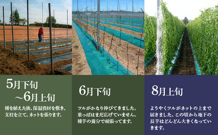 北海道 十勝の大地が育てたシャキシャキ食感と強い粘り 幕別産 長いも Lサイズ 10kg［木川商店］【 長いも 長芋 ながいも ナガイモ とろろ 芋 いも 野菜 10kg 5kg  産地直送 旬 濃厚 北海道 十勝 幕別 】 