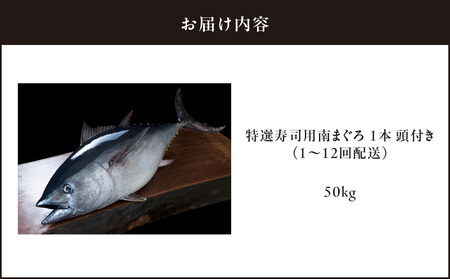 【 定期便 】 特選 寿司 用 南まぐろ 1本 頭付き （ 1～12回 配送 ） M005-T08 冷凍 マグロ 定期