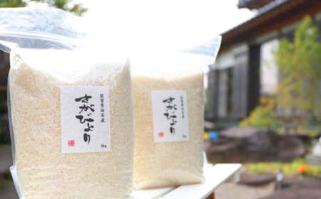 令和7年産 さがびより 20kg（白米）/お米 [IBL002]