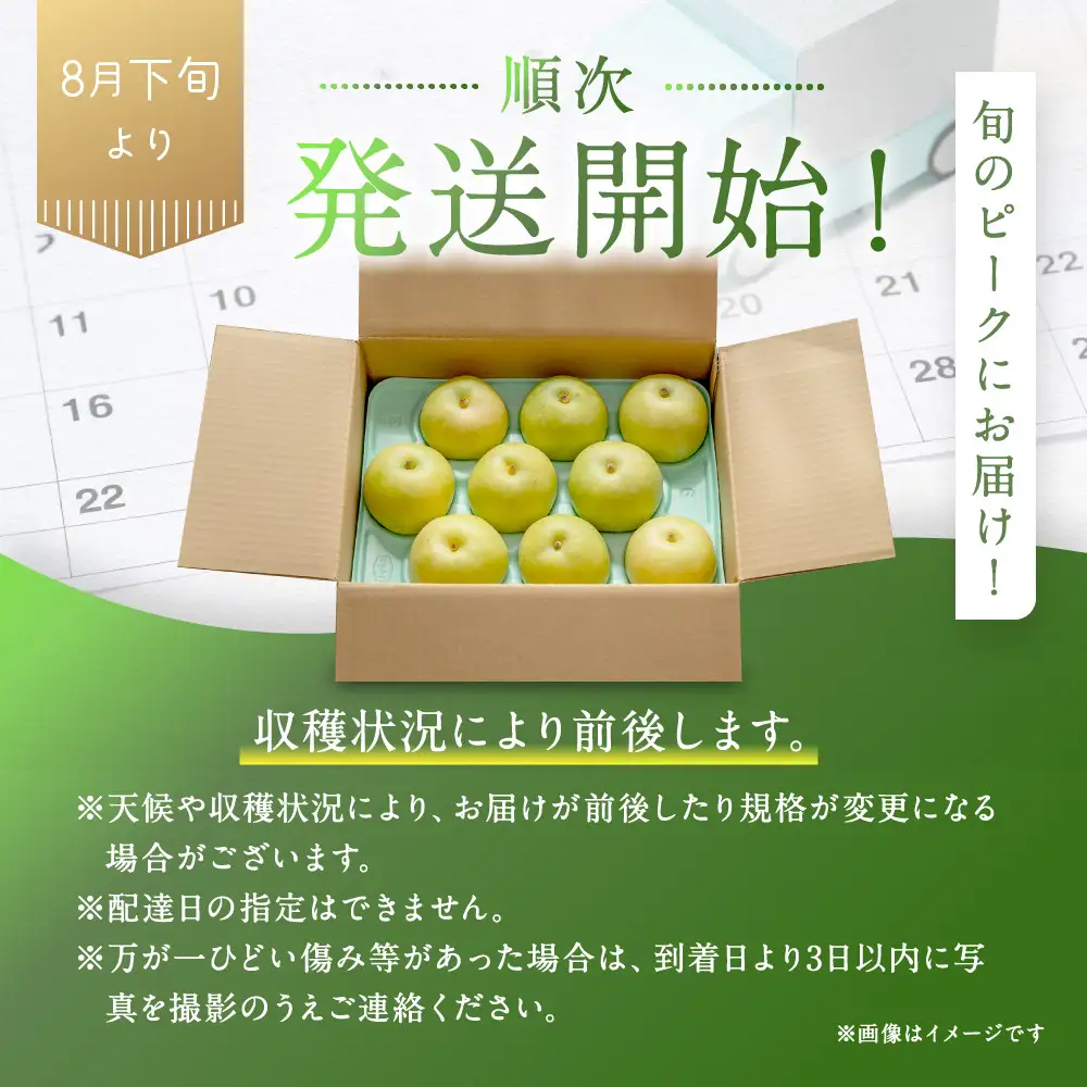 二十世紀梨 訳あり 3キロ（砂丘のなし屋さん）