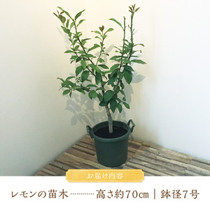 チーム田主丸『我が家の果樹園』シリーズ 【レモンの苗木】_チーム田主丸 我が家の果樹園 シリーズ レモン 苗木 フルーツ 高さ 70cm くらい 鉢径 7号 結実年数 2年目安 料理 お酒 ご家庭に一本 重宝 ふるさと管理綜合株式会社 お取り寄せ 福岡県 久留米市 送料無料 〔Hf017〕