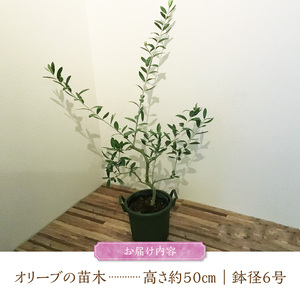 チーム田主丸『我が家の果樹園』シリーズ 【オリーブ】_オリーブ 苗木 高さ 約 50cm 鉢径 6号 チーム田主丸 我が家の果樹園 シリーズ 果樹園 初心者 育てやすい おしゃれ 人気 常緑樹 庭木 果樹 植樹 鉢植え 庭植え ガーデニング 国産 お取り寄せ 福岡県 久留米市 送料無料 〔Hf018〕