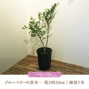 チーム田主丸『我が家の果樹園』シリーズ 【ブルーベリー】_ブルーベリー 苗木 高さ 約 50 cm 鉢経 7号 結実年数 2年目安 チーム田主丸 我が家の果樹園 シリーズ フルーツ 果物 ベリー 庭木 落葉 果樹 植樹 鉢植え 庭植え ガーデニング 福岡県 久留米市 お取り寄せ 送料無料 〔Hf019〕