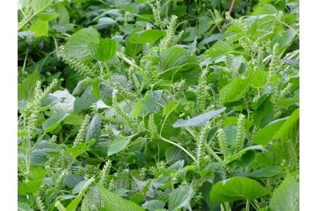 【数量限定】農薬不使用！非加熱・生搾りの臼杵市産「エゴマ油」（１４０ｇ×２瓶）