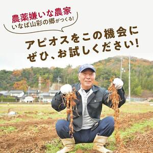 世界三大健康野菜 アピオス 1キロ