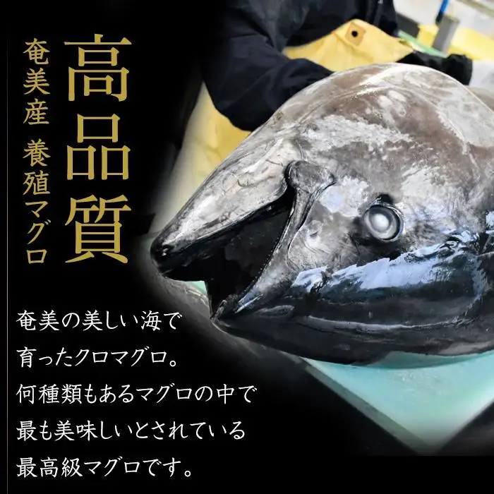 奄美大島産養殖クロマグロ 4柵セット 900g以上 大トロ 中トロ 赤身 冷凍 | 黒マグロ
