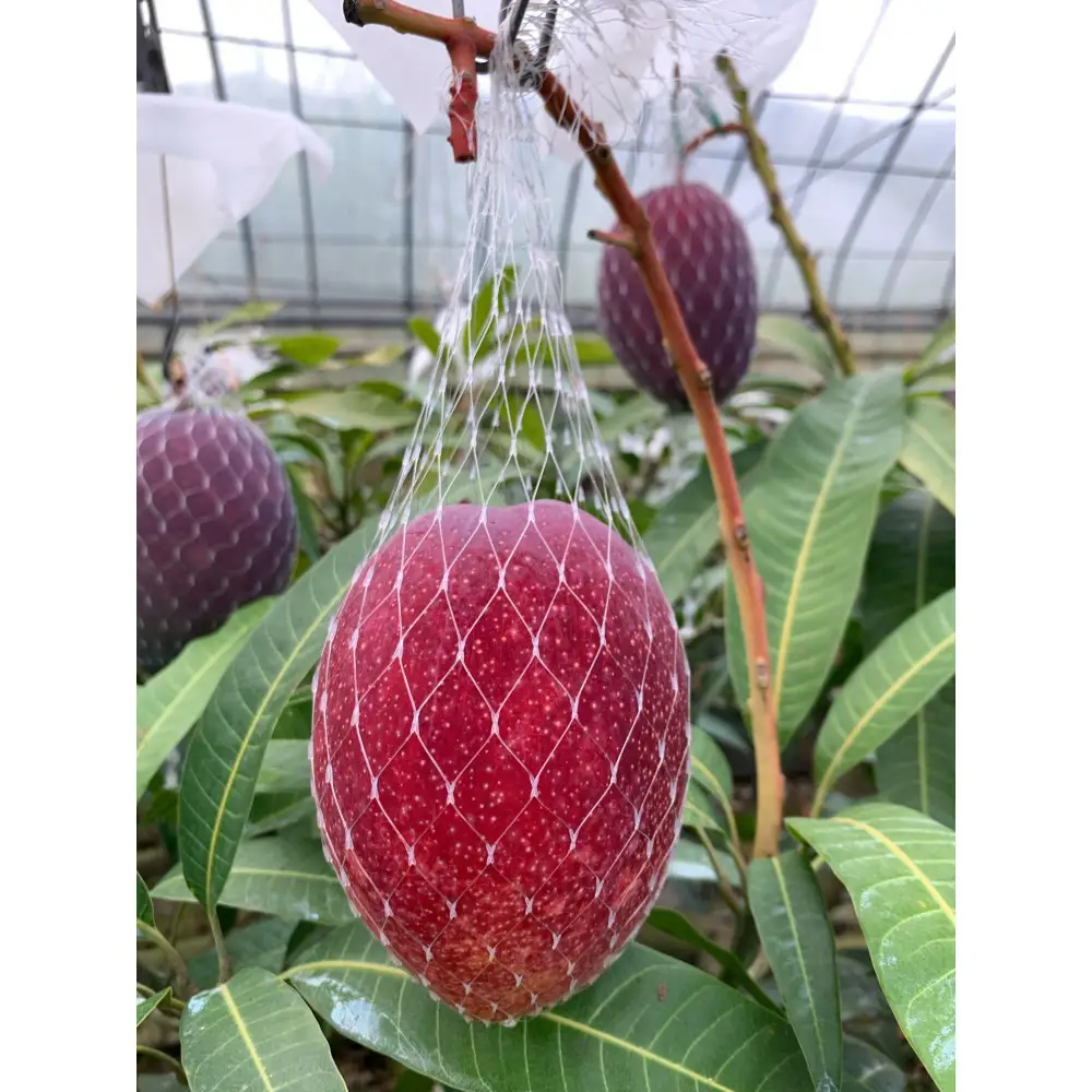 2026年 先行予約 奄美完熟マンゴー 化粧箱 約1kg(2～3玉入り) 農家直送 マンゴー