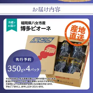 【先行受付】博多ピオーネ 1.4kg（約350g×4パック）【ＪＡふくおか八女】｜7月上旬～発送予定 ぶどうピオーネ 上品な香りのぶどうピオーネ 食べ応えがあるぶどうピオーネ 丁寧に育てたぶどうピオーネ 豊富な果汁のぶどうピオーネ ＪＡふくおか八女ぶどうピオーネ 八女市ぶどうピオーネ 002-007