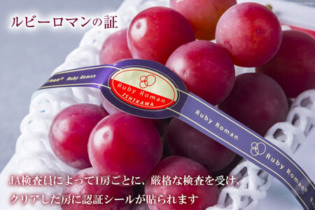 超高級 ぶどう ルビーロマン 1房 約500g 化粧箱入 [モアショップヤマモト 石川県 宝達志水町 38601385]