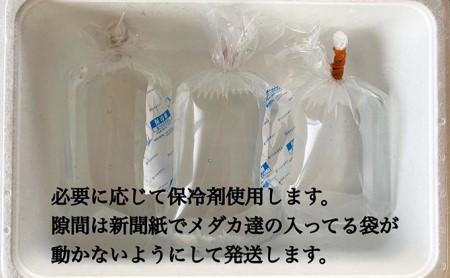 菊まるめだかの【イチオシめだか３種セット】計24匹 生き物 メダカ お魚 ペット 