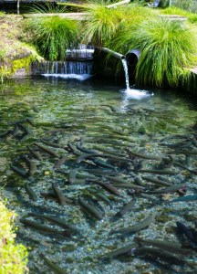 八ヶ岳湧水鱒の燻製 550g 鱒 マス 燻製 冷燻 オリジナル フレンチ マリネ ハーブ 至福の味 八ヶ岳湧水鱒 川魚 山梨県 北杜市 冷凍 [h160]