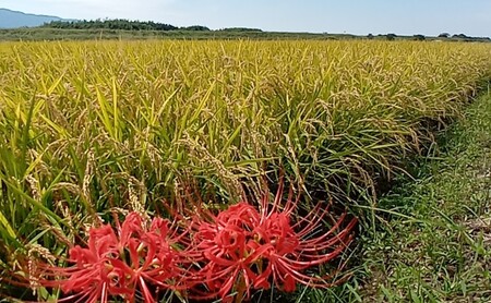 米 10kg 玄米 ゆめつくし お米 