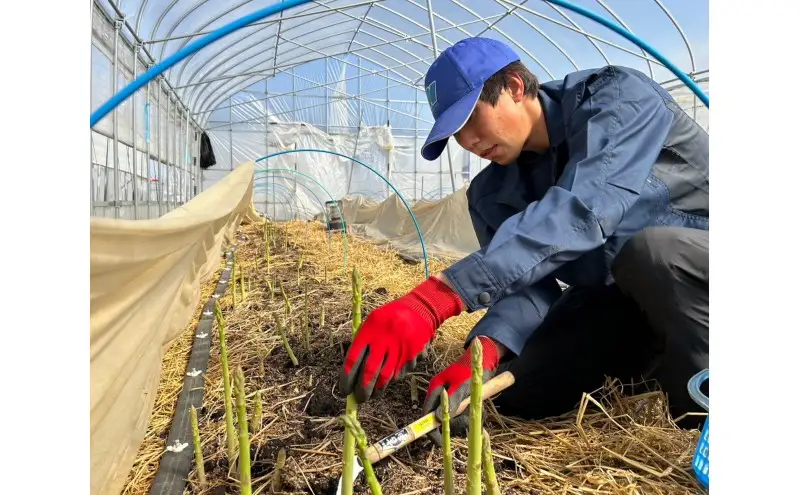 グリーンアスパラガス詰め合わせ （3L～Lサイズ） 約1kg 