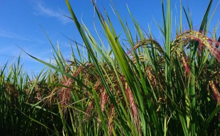 【期間限定発送】 米 田んぼアート 玄米 300g×5袋 [チュリストやまざき 富山県 朝日町 34310430]