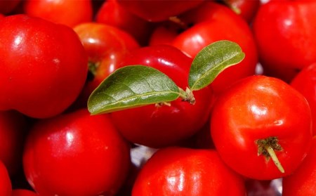 もとぶ町まるごと【宿泊】プラン　1泊2食ペア（美ら海水族館・アセローラ体験）