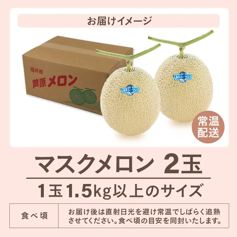 【先行予約】青肉マスクメロン（1.5kg以上 2玉入）味も見た目も抜群！アールスメロン  / あわら 期間限定 果物 フルーツ 産地直送 青肉 人気 ギフト 贈答 ※2026年7月上旬より順次発送  [aw039-a005]
