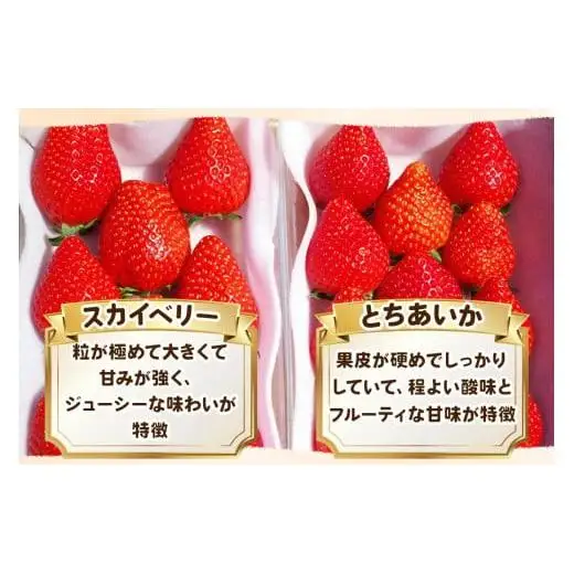 【2027年先行予約】新定番とちあいか＆大粒スカイベリー 食べ比べセット 560g