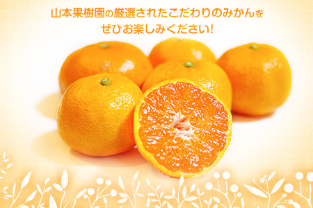 【先行予約】旬のみかん 10kg《9月中旬-2月末頃出荷》みかん