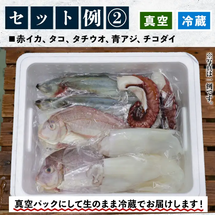 鮮魚詰合せ！ 朝どれの鮮魚を産地直送で！ 新鮮な海の幸(鮮魚)の詰合せ【00-024-01】