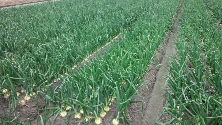 【新玉予約！】淡路島フルーツ玉ねぎ10kg　◆配送3月中旬～5月下旬