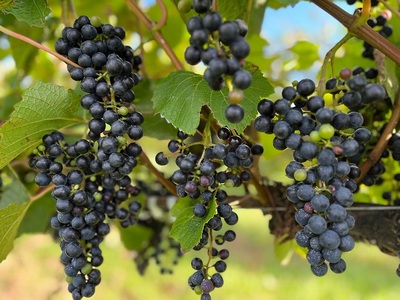 評価5.0 北海道 ぶどうのミニジュース 180㎖ 10本  ぶどうジュース 無添加 ブドウ ストレート 濃い