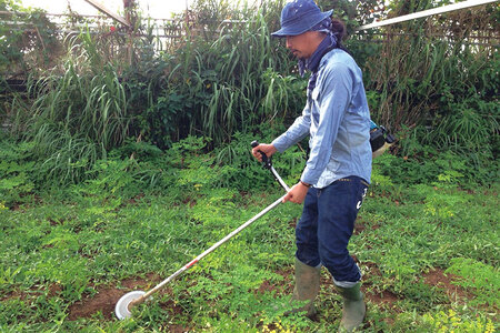 奇跡の植物＜モリンガ＞ティーバッグ（2個セット） ☆ お茶 読谷村産 沖縄 お手軽 持ち運び 便利