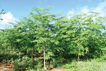 奇跡の植物＜モリンガ＞パウダー（2個セット） ☆ お茶 お手軽 持ち運び 沖縄 読谷村産