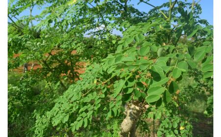 奇跡の植物＜モリンガ＞タブレット（5個セット） ☆ お手軽 持ち歩きに 読谷村産 飲みやすい 沖縄