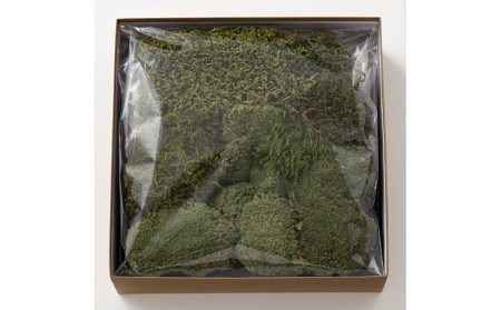 苔箱庭制作キット FZ21-465