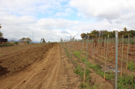 茅ヶ岳高原　粘りと味が抜群の長芋　10㎏箱 長芋 長いも 10kg 約6～10本 ながいも 山芋 野菜 とろろ 磯辺揚げ 粘り 期間限定 明野町 茅ヶ岳高原 山梨県 北杜市 [h155]