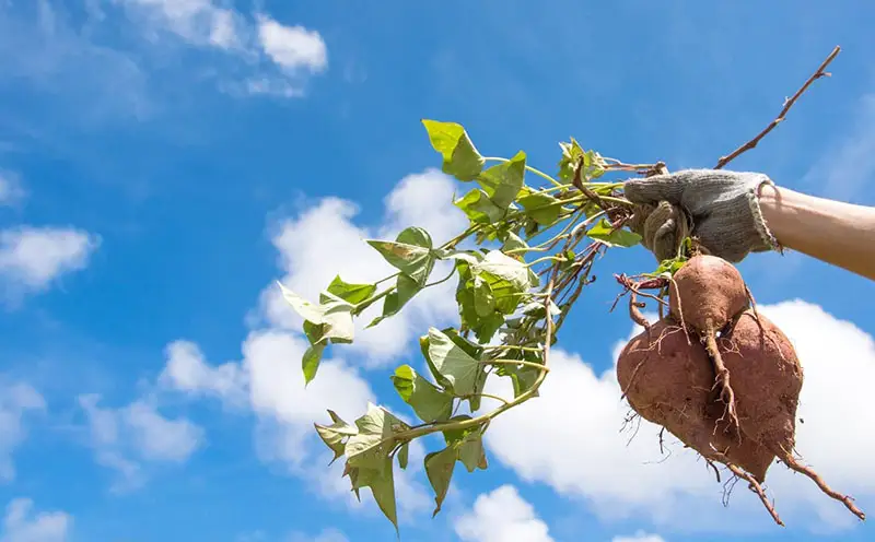 まるで畑のチョコ！沖縄久米島生まれ「発酵干し紅芋」6個入り×6袋セット 紅いも お芋 イモ 干し芋 沖夢紫 発酵 酵素 でんぷん 高糖度 糖度60度以上 熟成 旨味凝縮 アントシアニン 国産 甘い スイーツ おやつ 栄養満点 ダイエット 小分け