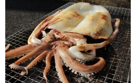 海の幸 セット1 海産物 海産物