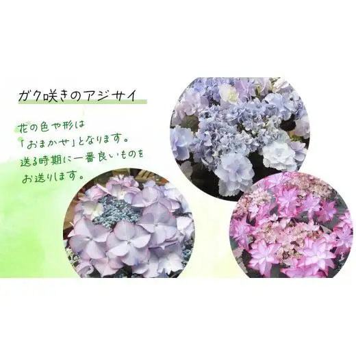 ≪先行予約≫アジサイ ガク咲き 【 おまかせ 1点 】【2026年4月上旬頃より発送開始】