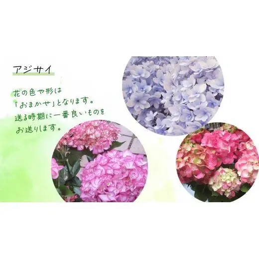 ≪先行予約≫アジサイ 【 おまかせ 1点 】【2026年4月上旬頃より発送開始】