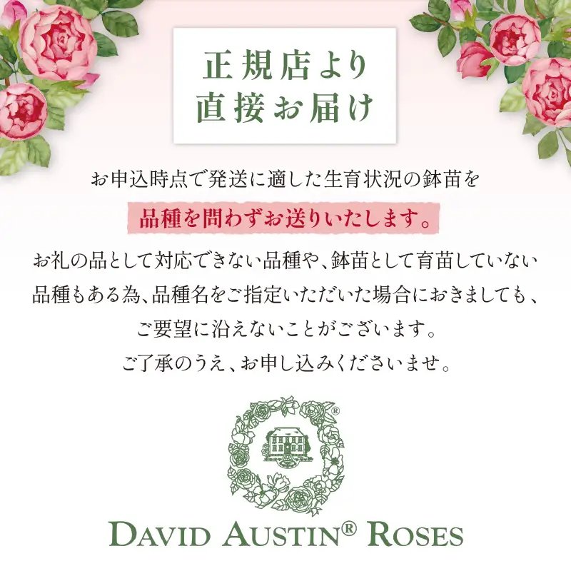 【イングリッシュローズ】 デビッド・オースチン バラ鉢苗 （バラ専用肥料付）【品種指定不可】 バラ ばら イングリッシュローズ バラ鉢苗 鉢苗 花【025D-003】