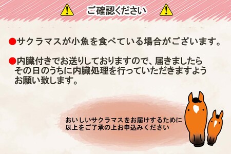  ＜ 5月31日までの受付 ＞ 北海道産 サクラマス 2～2.5kg まるごと 1尾 北海道 鱒 マス 旬 新鮮 魚 鮮魚 活〆