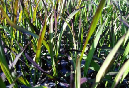 《日々のごはんに彩りを》【令和7年産】【有機JAS認証付き】 夢の谷ファーム 有機古代米 100g×16袋 計1.6kg 有機栽培 古代米 6品種 ( 黒米 2品種 赤米 3品種 緑米 1品種 ) ブレンド 新潟県、米、こめ、コメ 1U05019