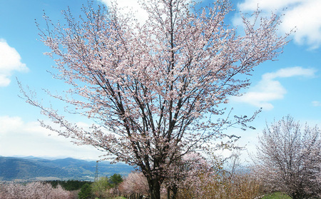 『期間限定』男山 純米大吟醸 西蔵王の大山櫻 1.8L×1本【令和9年3月中旬～発送】 FZ22-918