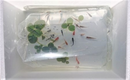 選べる３コース（24匹または30匹）改良メダカ 生き物 めだか 死着保証  (3)ミックス30匹セット8種類以上