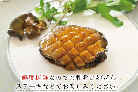 【期間限定発送】 海鮮 魚介 三陸 天然 活 アワビ Lサイズ 900g(5～6個入) [マルヤ五洋水産 宮城県 南三陸町 30al0009]