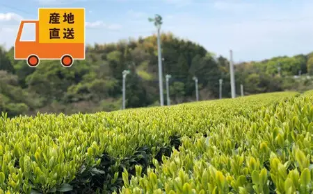 〈人気ティーバッグ3種飲み比べ〉八女茶・紅茶・玄米茶 たっぷり全100P　026-023