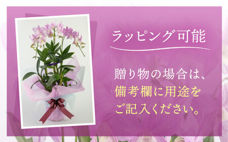【お中元対象】【30セット 限定 】 デンファレ （ 洋蘭 ） 3本 立ち  《糸島》【和饗エコファーム株式会社】蘭 洋蘭 デンファレ 花 インテリア お祝い 贈り物 [AVI004]