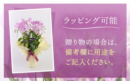 【お中元対象】【30セット 限定 】 デンファレ （ 洋蘭 ） 5本 立ち 《糸島》【和饗エコファーム株式会社】 蘭 洋蘭 デンファレ 花 インテリア お祝い 贈り物 [AVI003]
