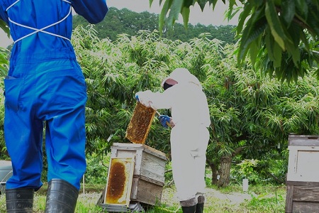 丹波くりの栗きんとんと栗のはちみつの詰め合わせ（京都京丹波町産　丹波栗100％使用　ギフトセット）　[015TNX002L]
